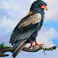 Bateleur Eagle