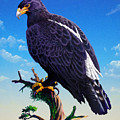 Verreaux's Eagle 
